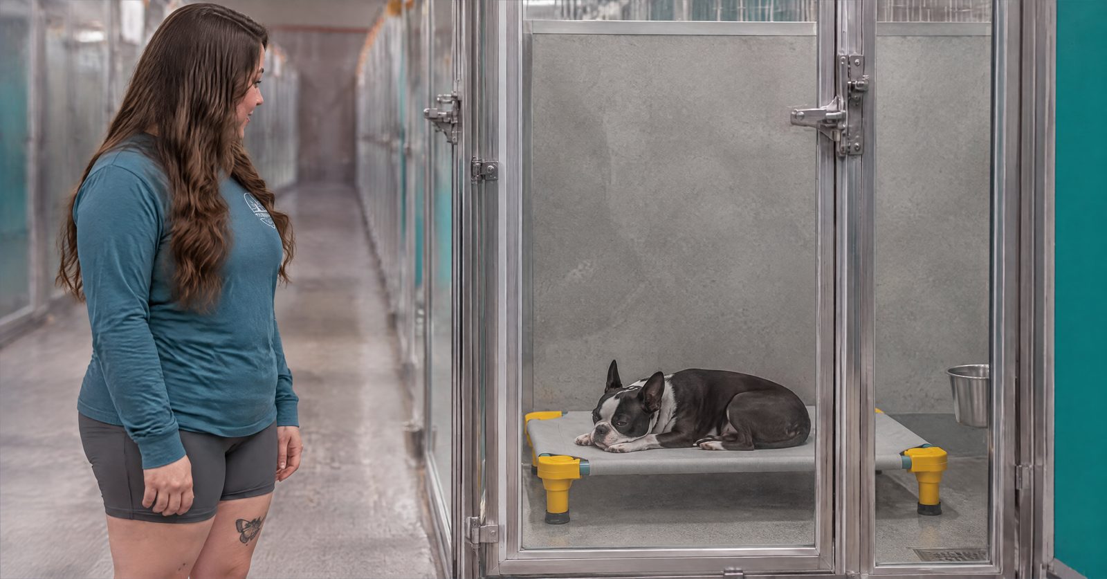 Dog resting calmly on a raised cot inside a climate-controlled boarding suite during a summer stay