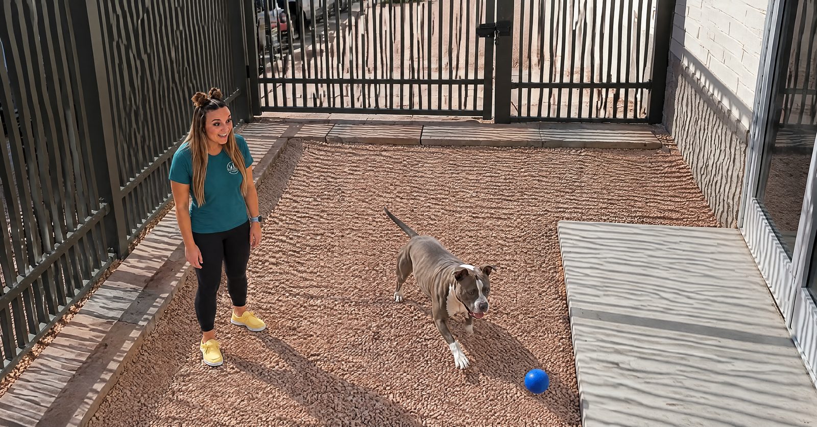 Dogs playing in a shaded outdoor yard at Partners Dogs, trainer in teal uniform supervising the morning rotation