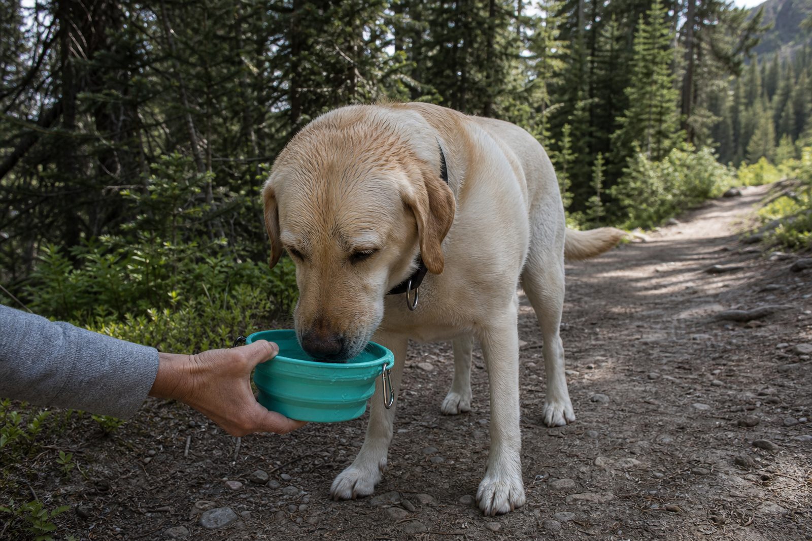 Trainer offering a leashed Labrador water from a collapsible bowl on a summer trail