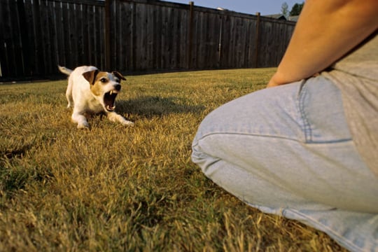 A small terrier barks with teeth bared at a person crouched nearby in a fenced backyard, showing reactive behavior toward a person.