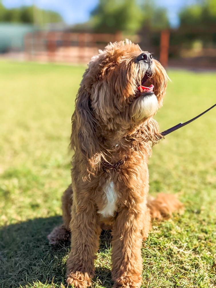 A trainer in a teal Partners Dogs shirt heels an adult yellow Labrador on a loose leash across a grass training field, the kind of controlled walking a compliant leash alone does not teach.
