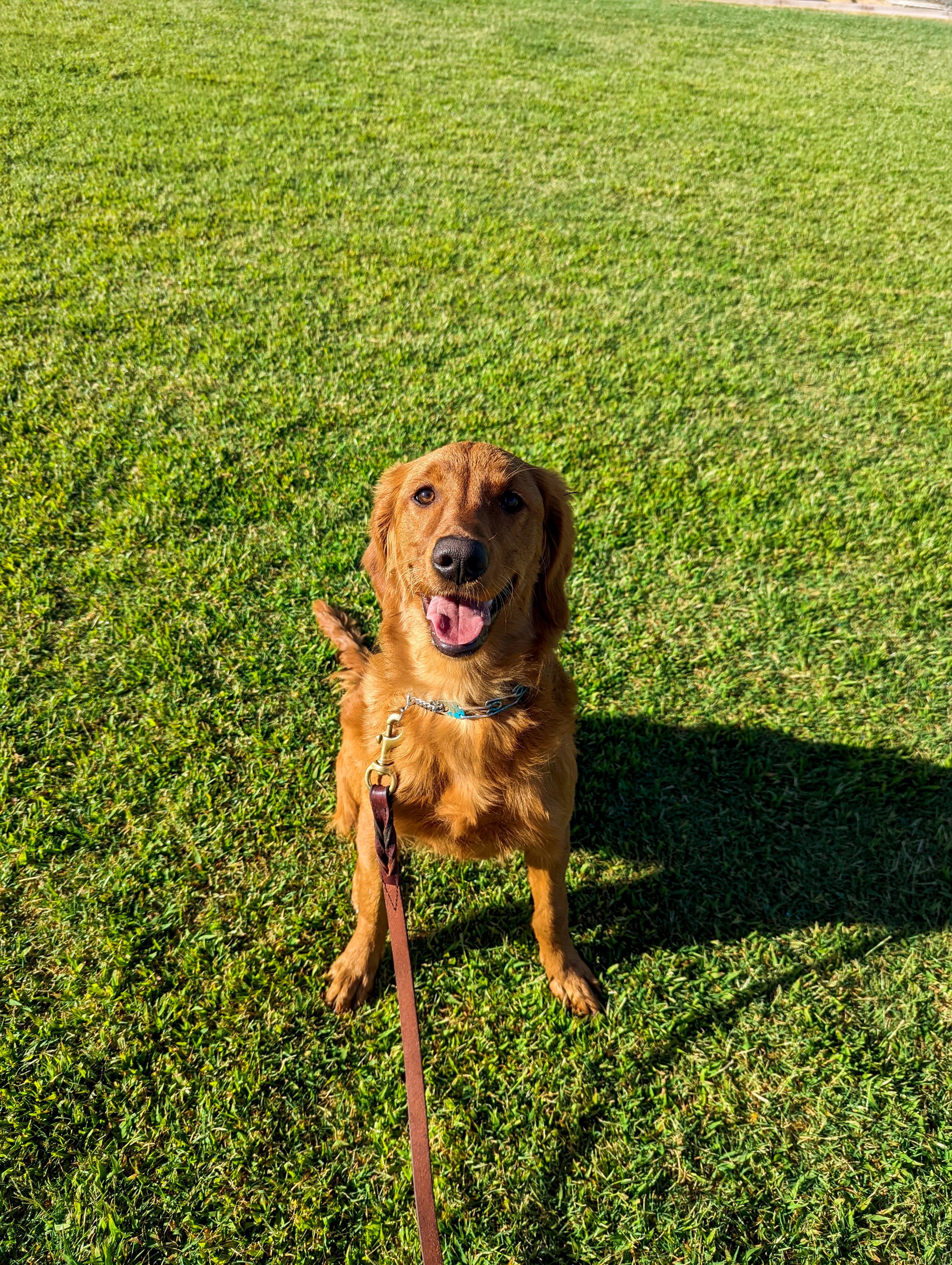 Dog holding a relaxed down-stay on grass beside a handler during an at-home style private lesson