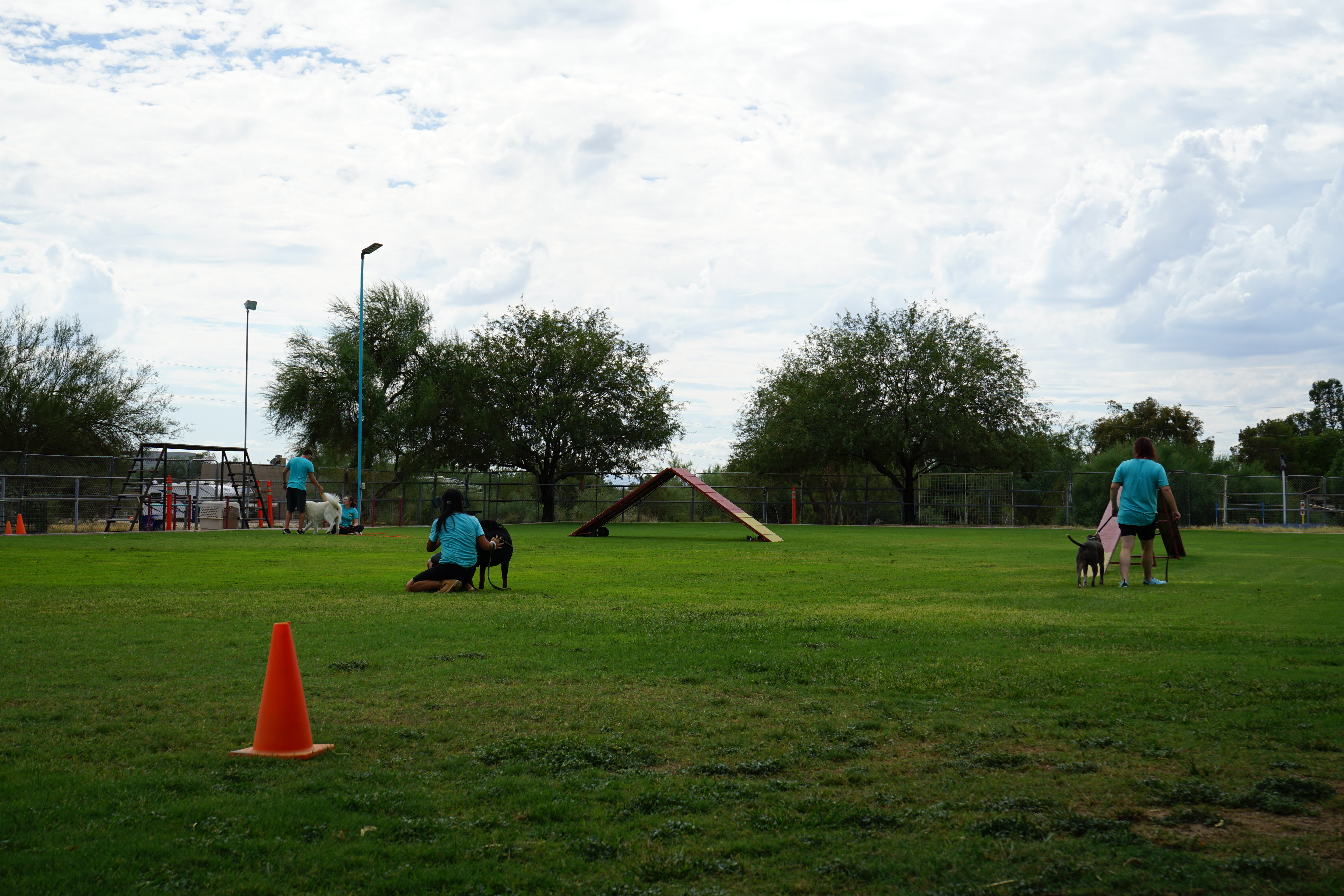 Trainer and leashed dog working through a controlled outdoor training exercise on grass