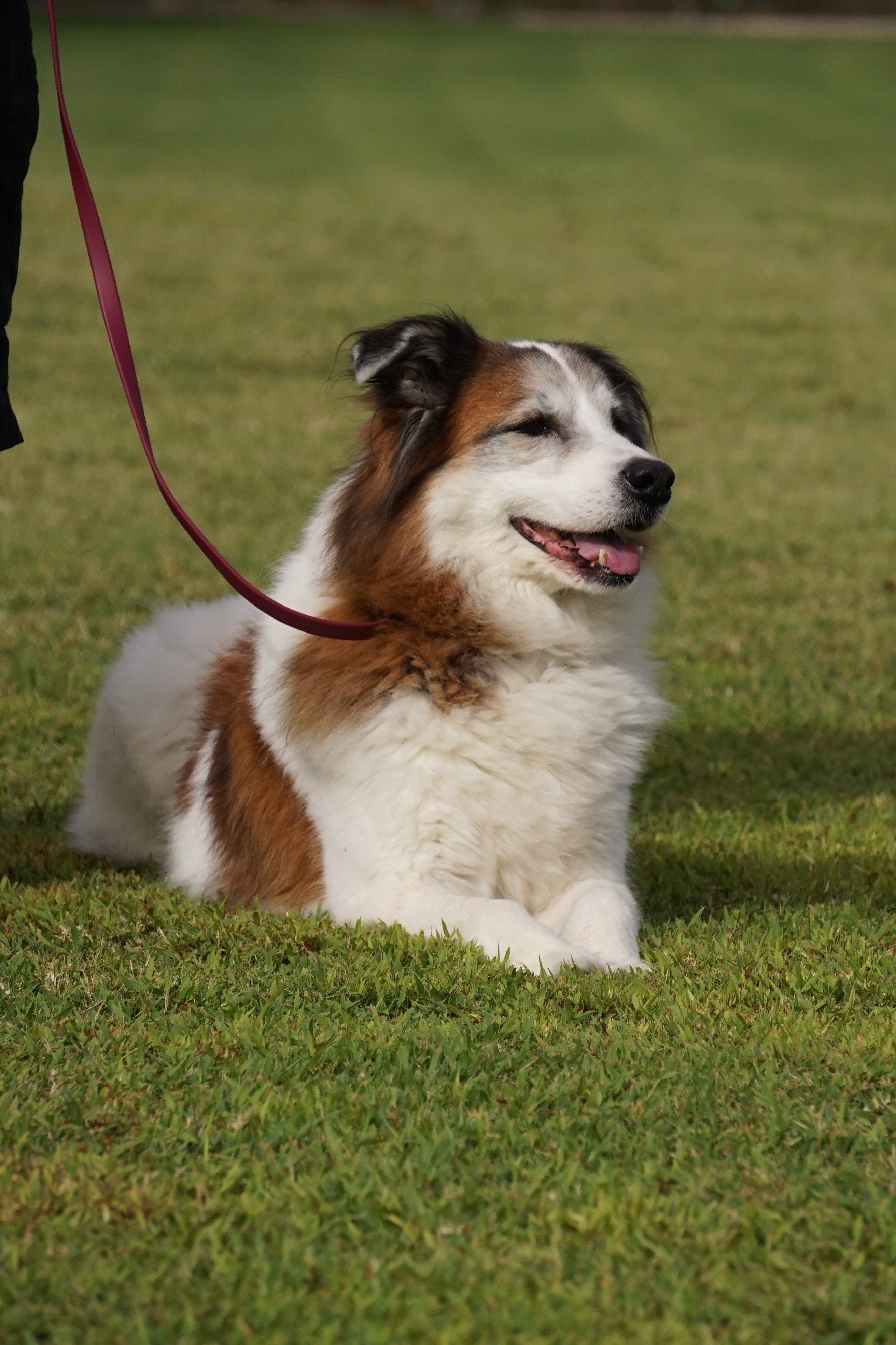 Reddish-brown dog sitting calmly on leash on a quiet desert street, illustrating a safer route choice