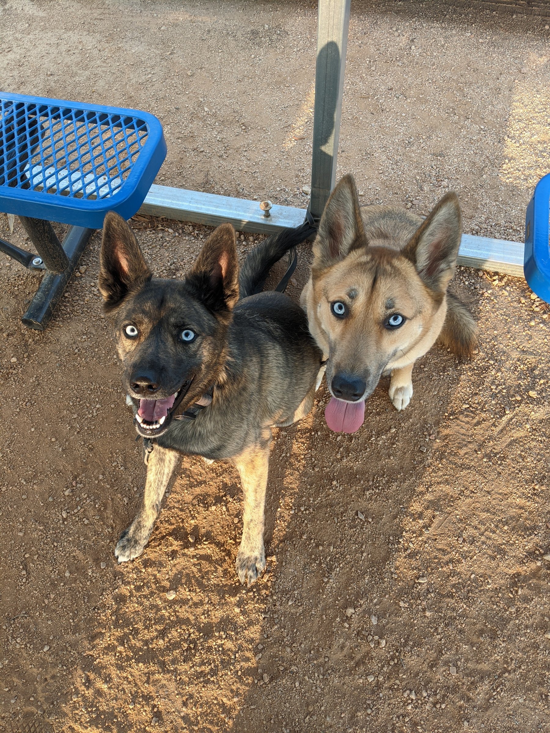 A larger shepherd-mix and a similarly built black Lab resting calmly side by side, an example of a size-appropriate pairing