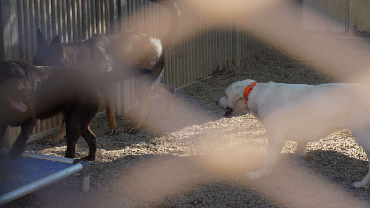 Partners Dogs staff member supervising several adult dogs in an outdoor daycare play yard