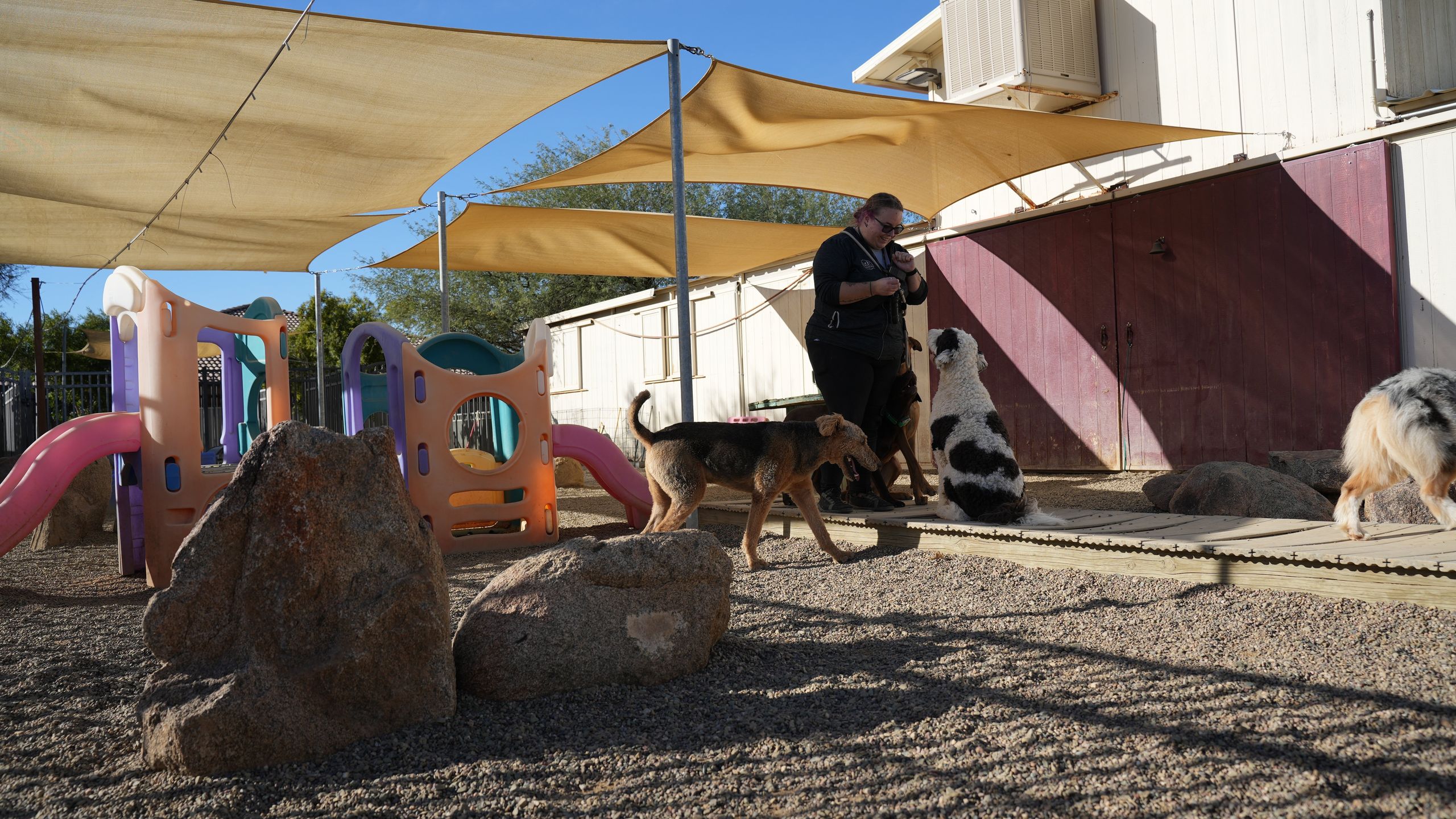 Staff supervising a small mixed group of dogs on leashes in an open daycare play yard, illustrating why open supervision alone is not enough for every dog