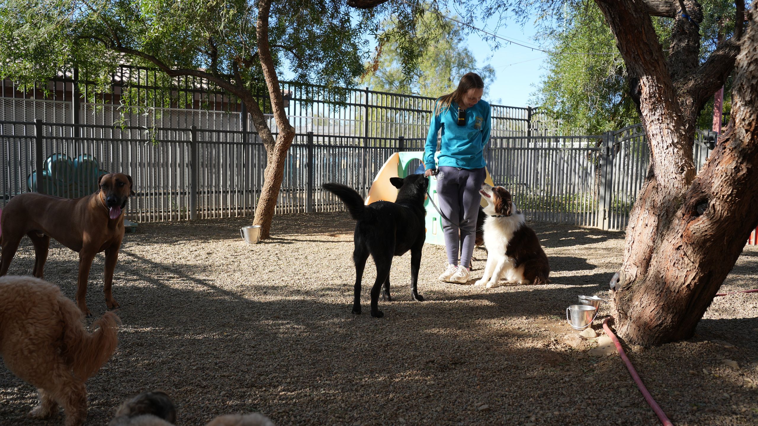 A small mixed group of dogs moving together through a shaded daycare play yard, showing matched play style and energy