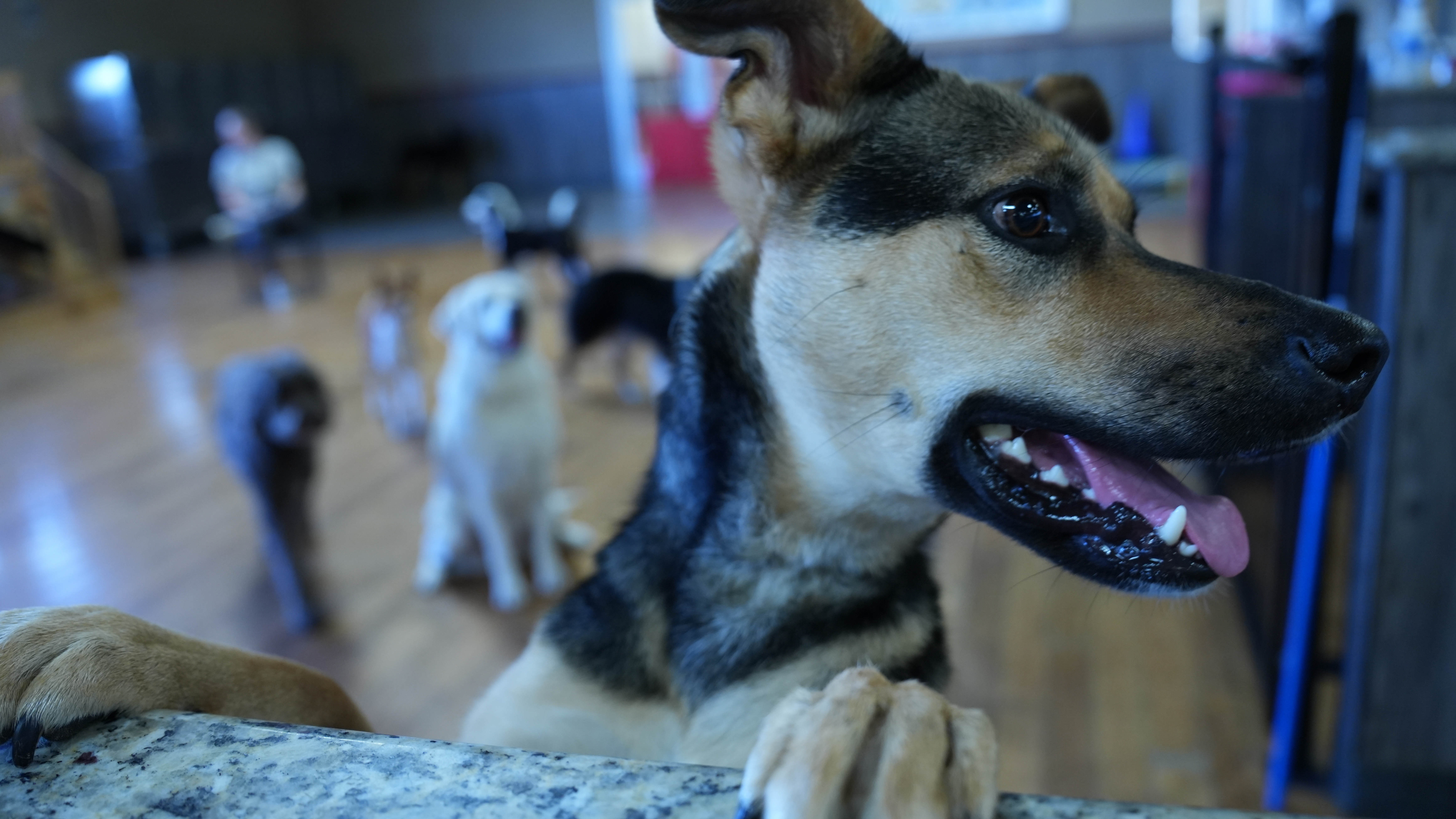 A trainer standing with a group of dogs on the floor of an indoor daycare playroom, the trainer-level attention that steps in when a simple redirect is not enough