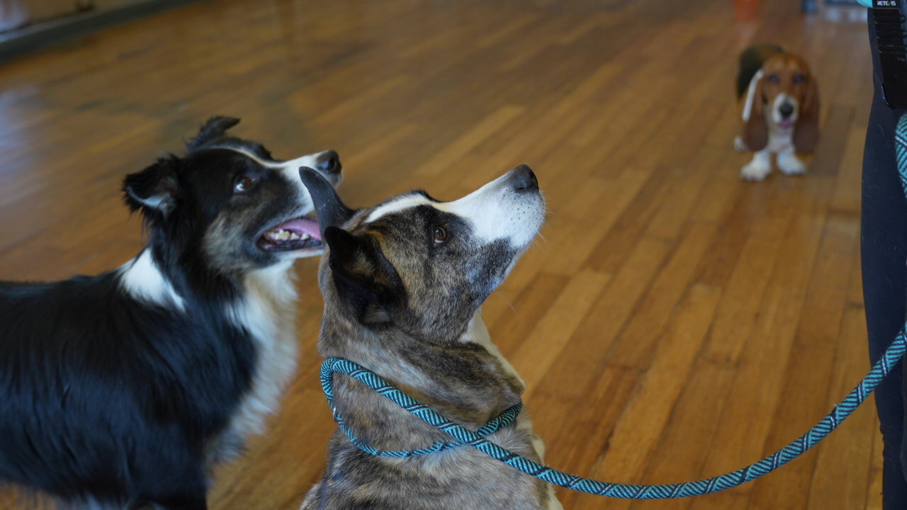 Dogs resting calmly on place cots in the indoor boarding hall between activity blocks at Partners Dogs