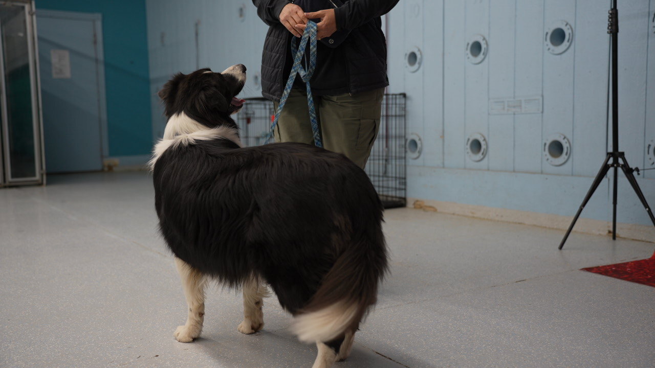 Trainer working one-on-one with a Labrador Retriever in heel position during a private lesson