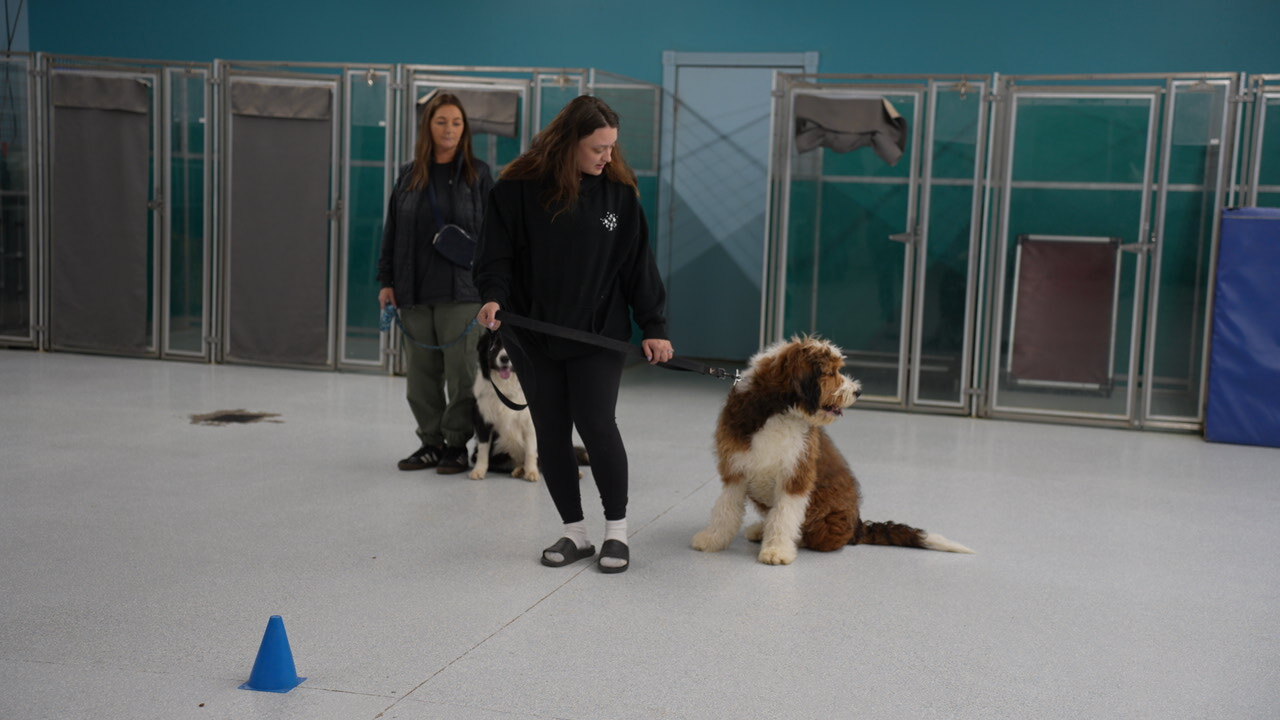 Two Partners Dogs trainers in teal shirts working one-on-one with dogs on the training field, the kind of structured attention the higher tiers pay for
