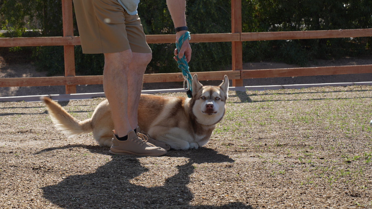 Trainer heeling a Labrador on a loose leash with a wide, balanced stance across a grass field