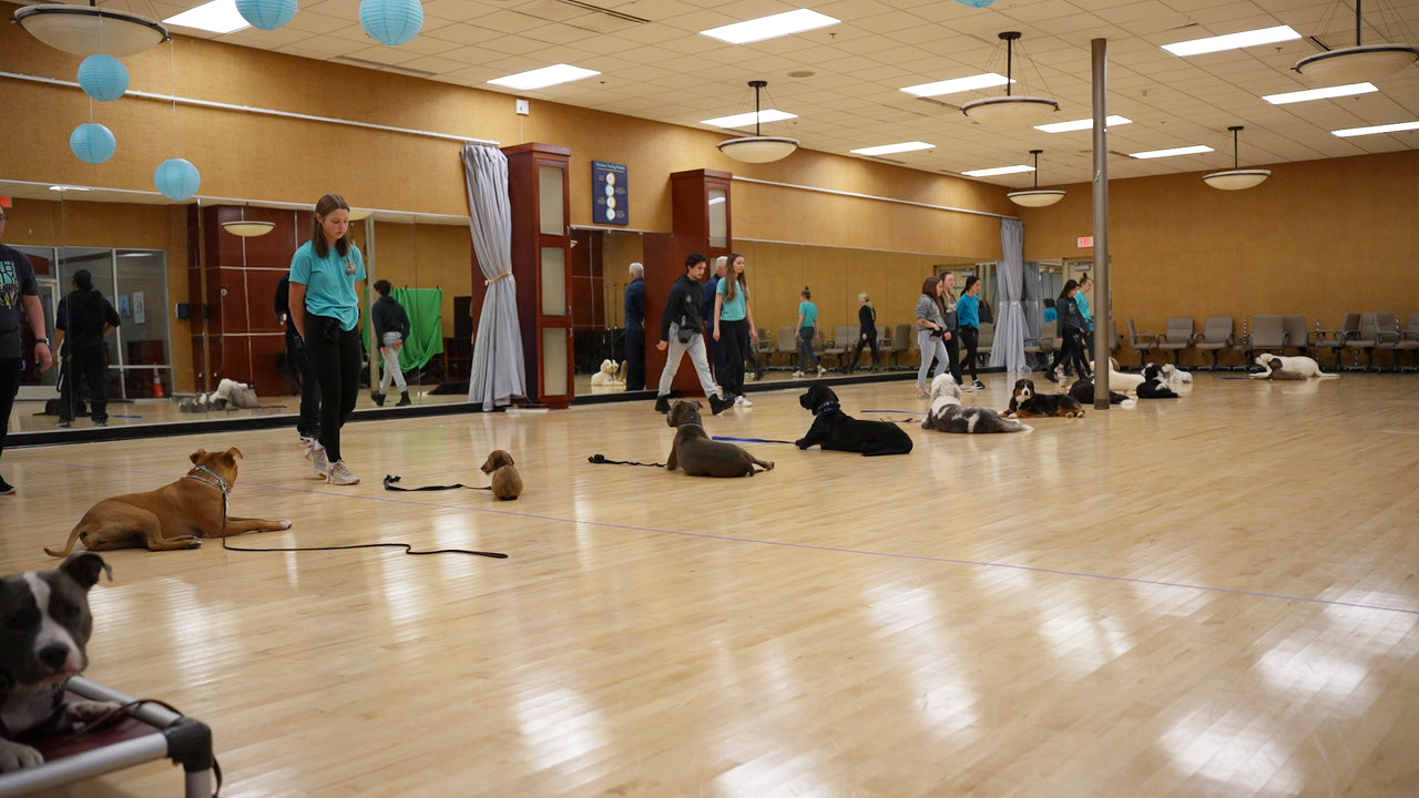 Trainers working multiple dogs across an outdoor training field during a boarded Behavior Camp session