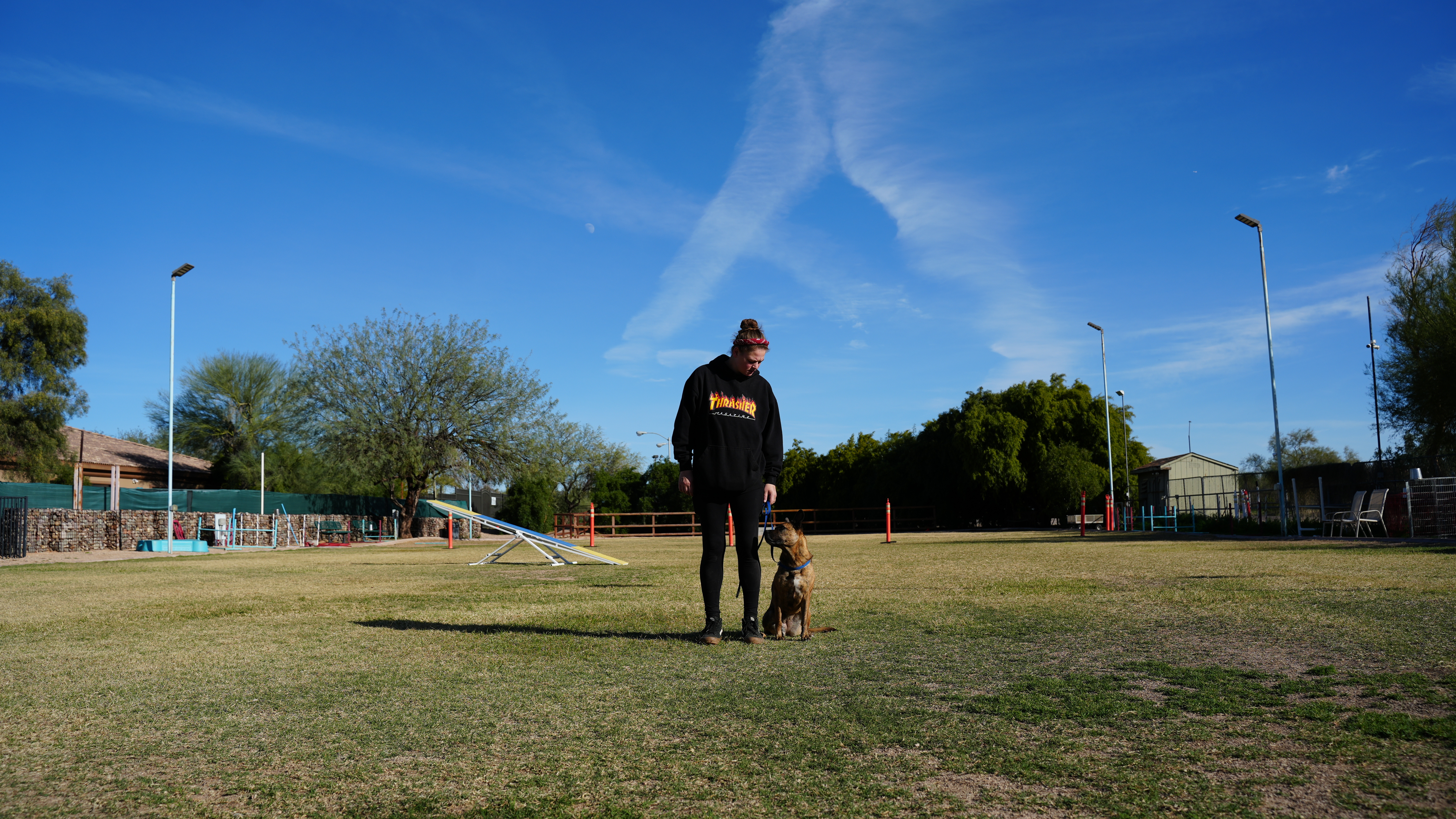 Trainer working one-on-one with an adult Labrador in a structured sit, showing what individualized daycare structure looks like