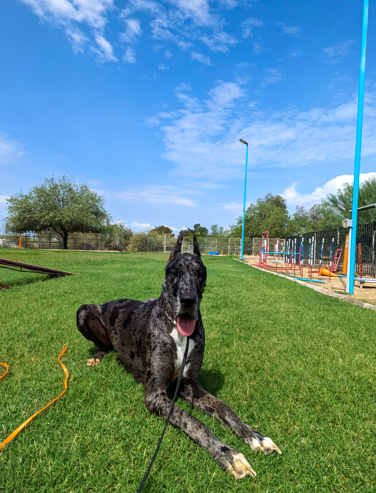 Two Partners Dogs trainers working dogs on leash across the grass training field, logging supervised hands-on hours